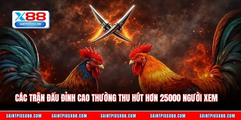 Các trận đấu đỉnh cao thường thu hút hơn 25000 người xem